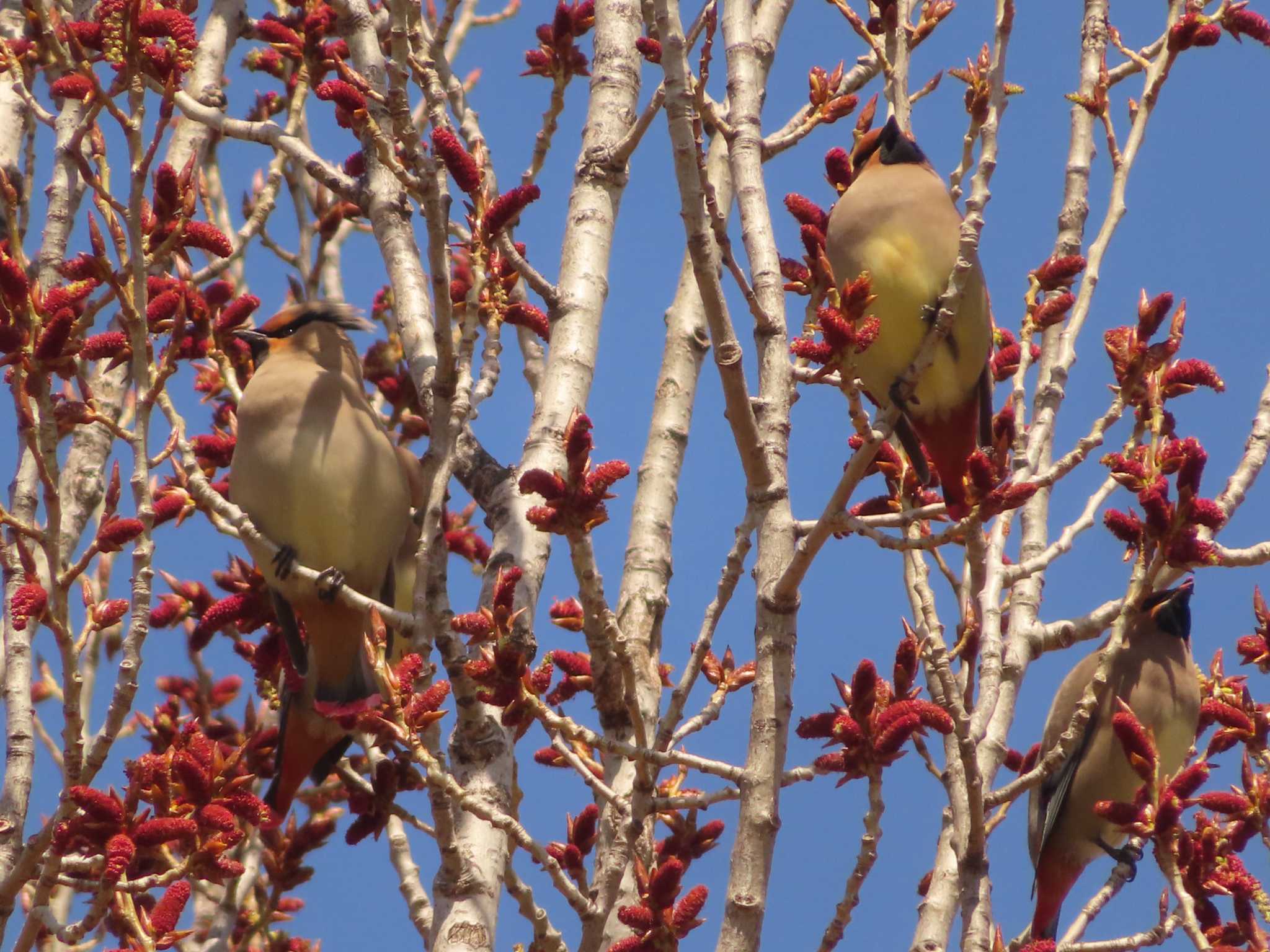 Japanese Waxwing