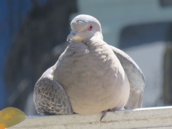 Oriental Turtle Dove 長野県松本市 Mon, 3/20/2023