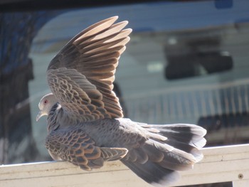 Oriental Turtle Dove 長野県松本市 Mon, 3/20/2023