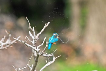 Common Kingfisher 古河公方公園 Fri, 3/24/2023