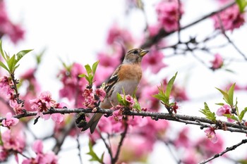 アトリ 古河公方公園 2023年3月24日(金)