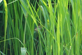 2018年5月15日(火) 昆陽池の野鳥観察記録