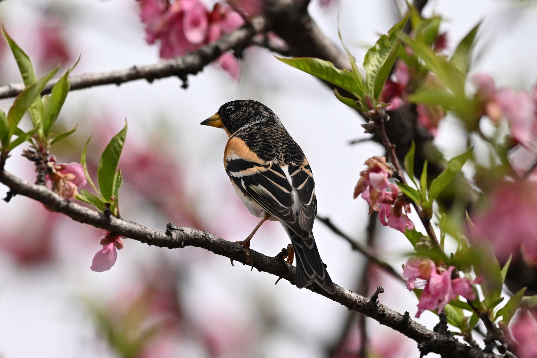 Photo of Brambling at 古河公方公園 by Yokai