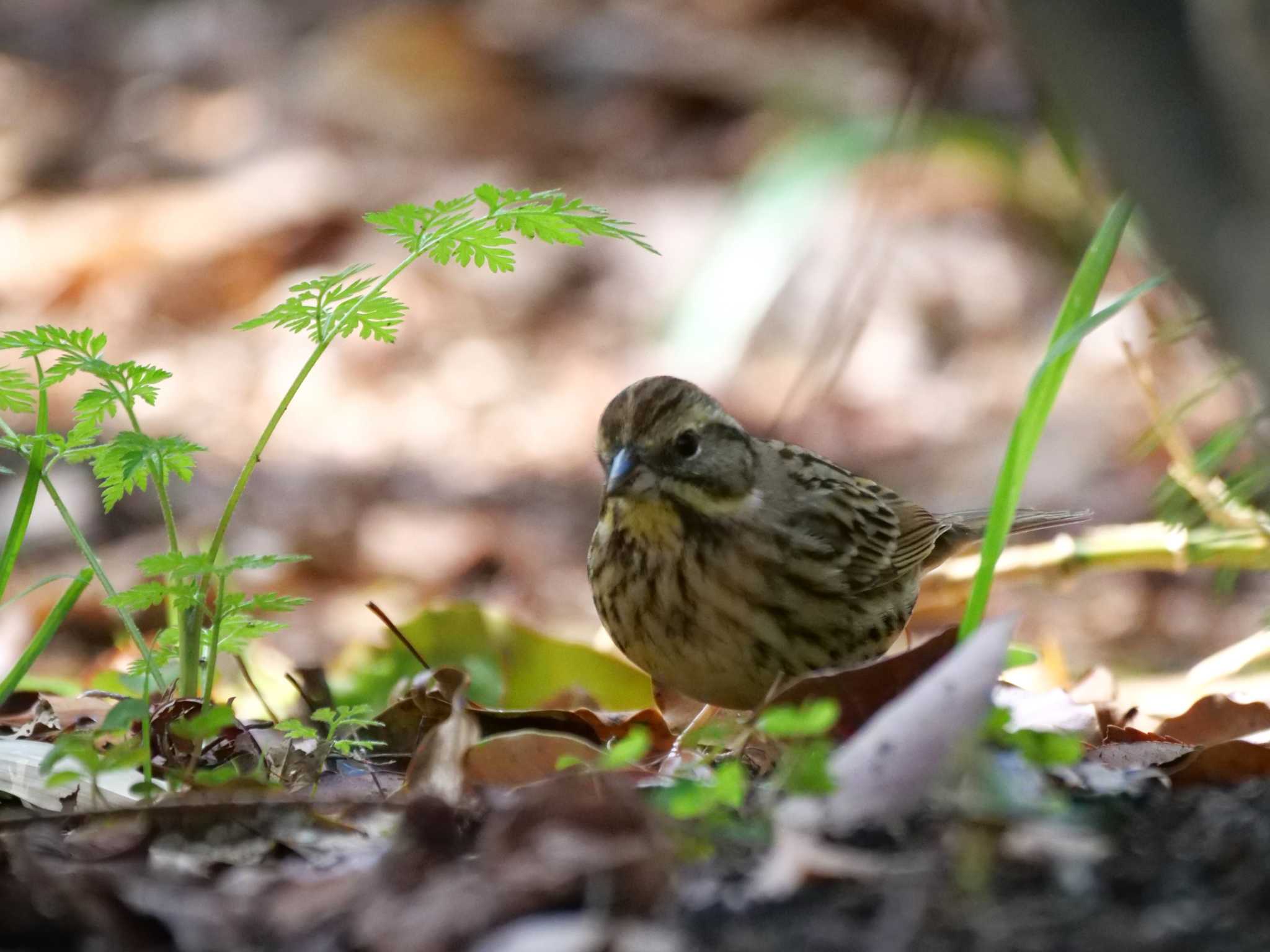 アオジ3態。　 by little birds