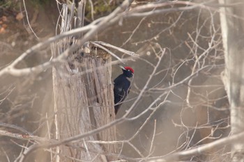 Black Woodpecker Makomanai Park Sat, 3/18/2023