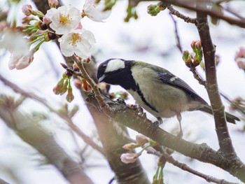 シジュウカラ 本河内高部ダム公園(長崎市) 2023年3月24日(金)