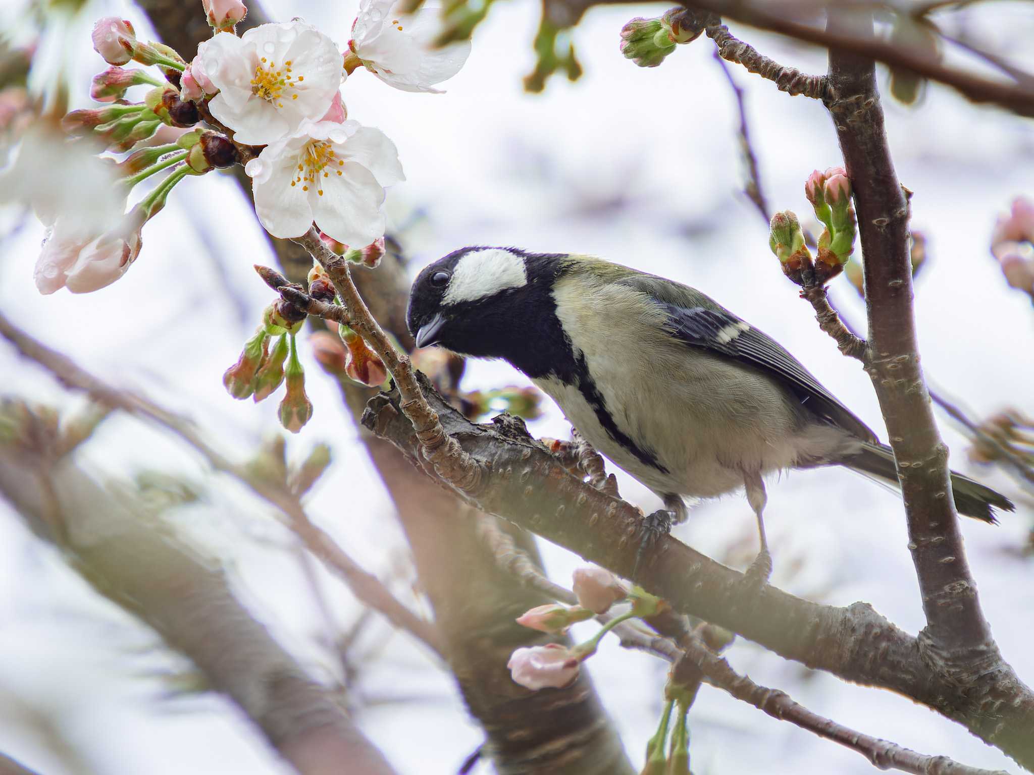 Photo of Japanese Tit at 本河内高部ダム公園(長崎市) by ここは長崎