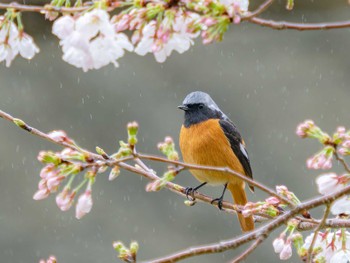 Daurian Redstart 本河内高部ダム公園(長崎市) Fri, 3/24/2023