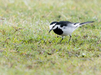 White Wagtail 本河内高部ダム公園(長崎市) Fri, 3/24/2023