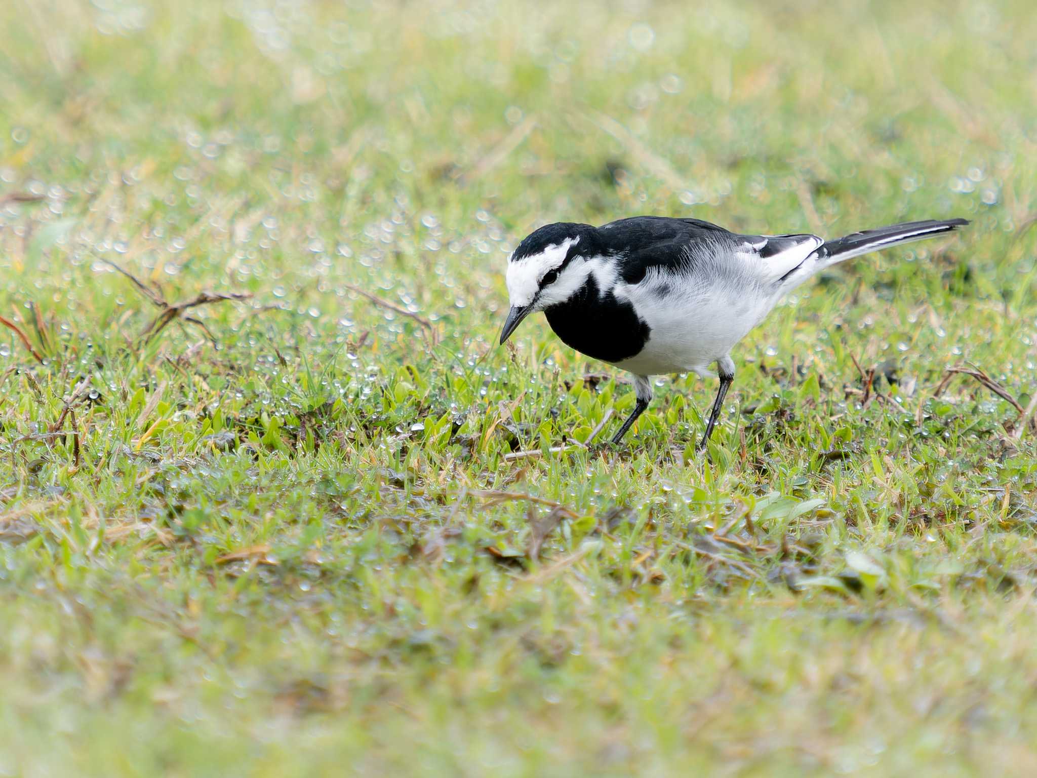 Photo of White Wagtail at 本河内高部ダム公園(長崎市) by ここは長崎