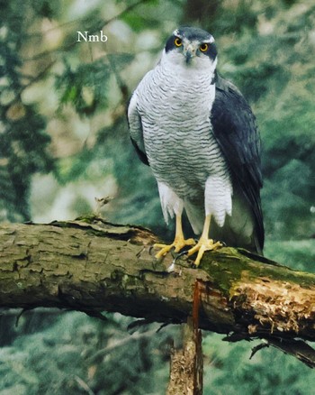 Eurasian Goshawk Unknown Spots Unknown Date