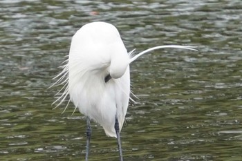 Little Egret 水前寺公園 Fri, 3/24/2023