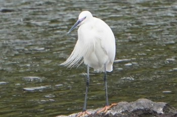 Little Egret 水前寺公園 Fri, 3/24/2023