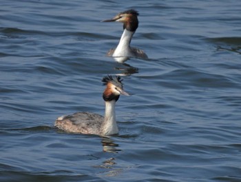 Great Crested Grebe 習志野親水護岸 Thu, 3/16/2023