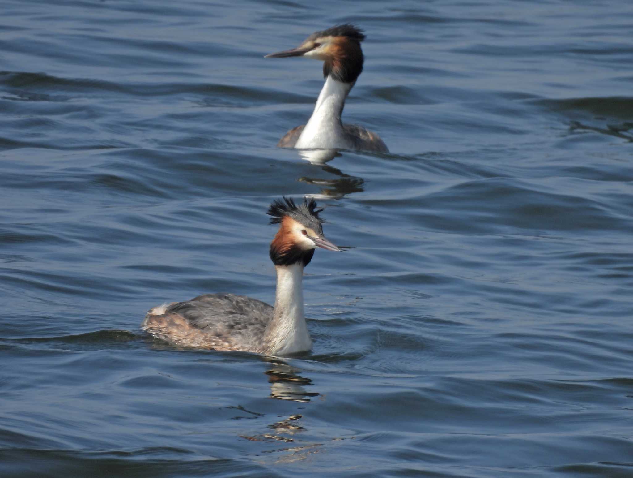 Great Crested Grebe