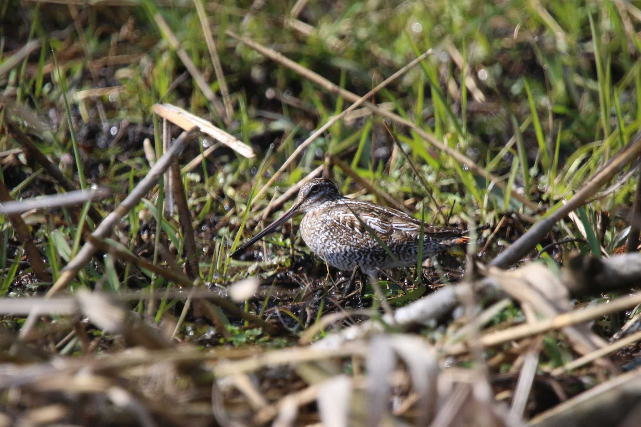 Photo of Solitary Snipe at  by 西表山猫