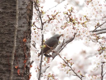 Brown-eared Bulbul 根岸森林公園(横浜市) Fri, 3/24/2023