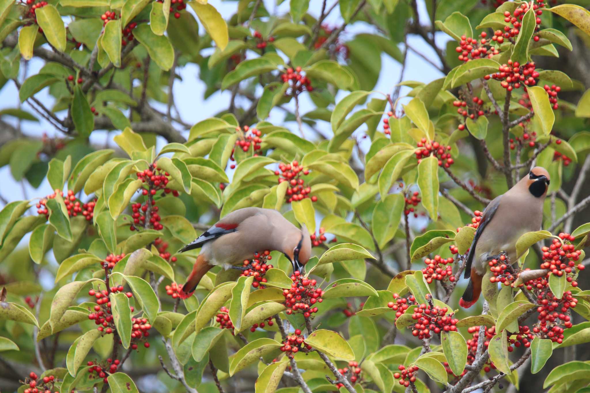 Photo of Japanese Waxwing at 秦野市 by 西表山猫