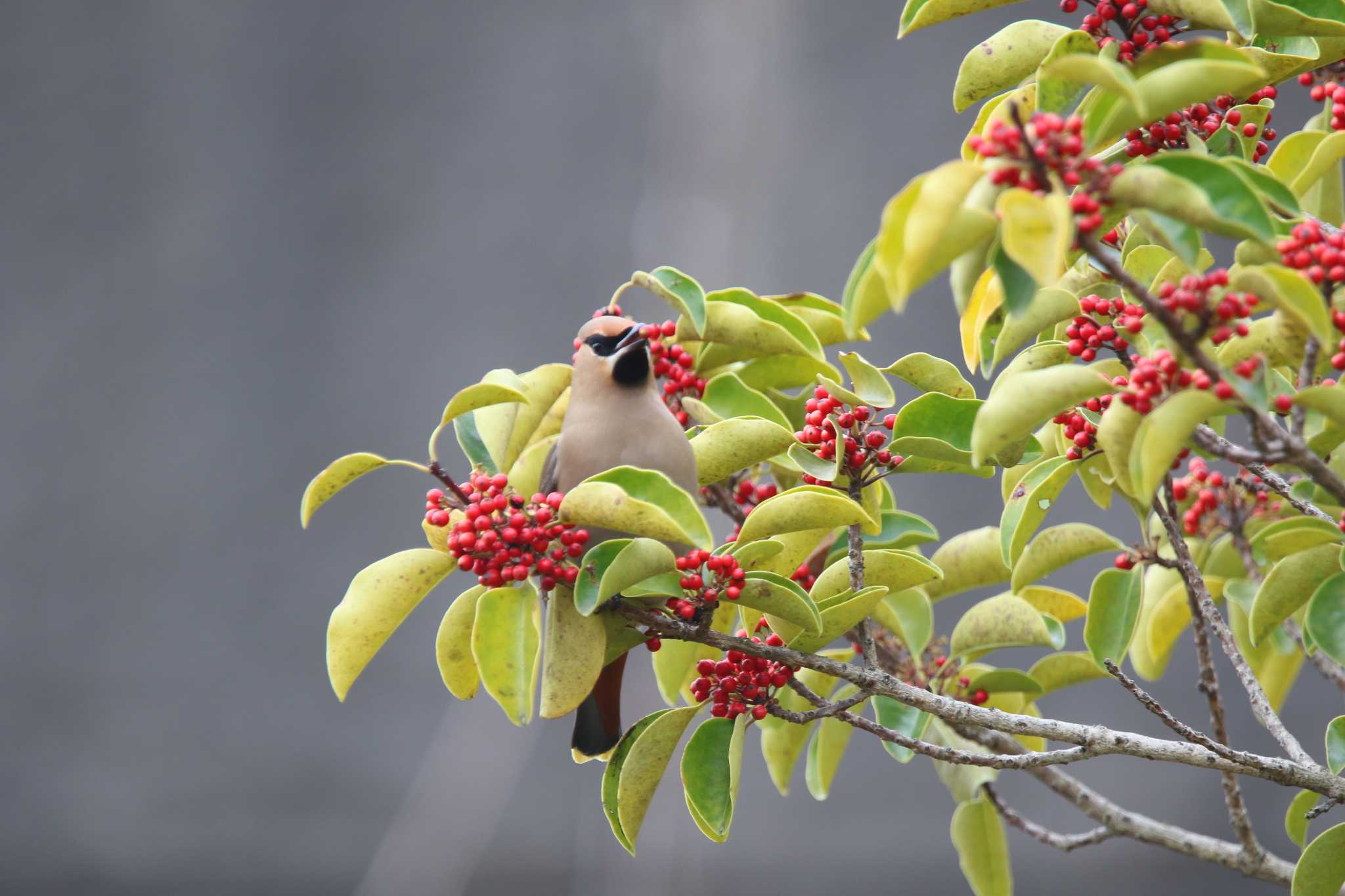 Photo of Bohemian Waxwing at 秦野市 by 西表山猫