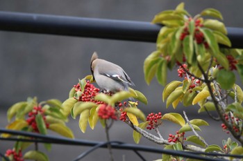 Bohemian Waxwing 秦野市 Tue, 3/21/2023