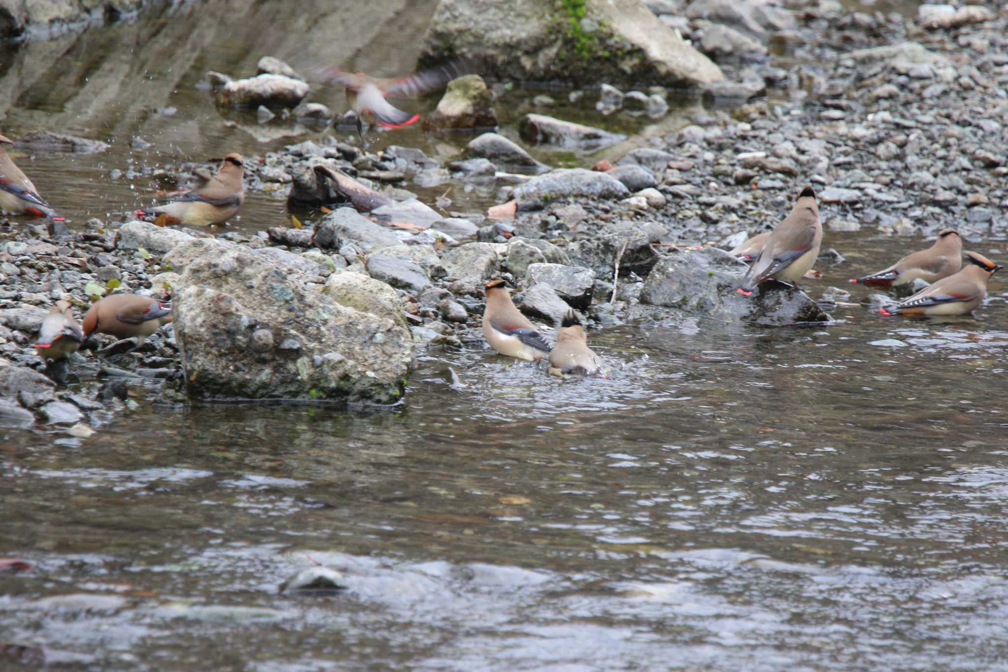 Photo of Japanese Waxwing at 秦野市 by 西表山猫