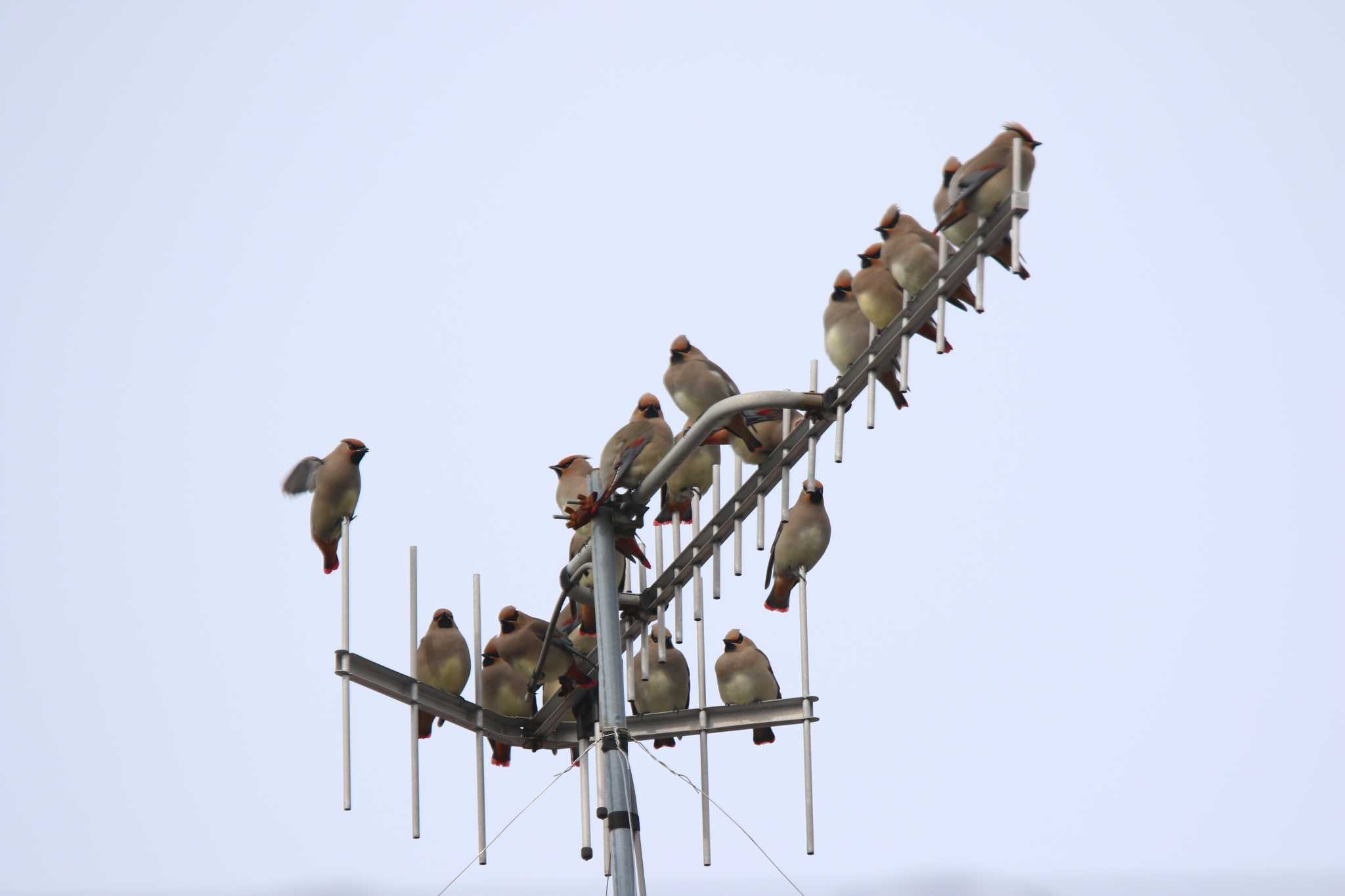 Photo of Japanese Waxwing at 秦野市 by 西表山猫