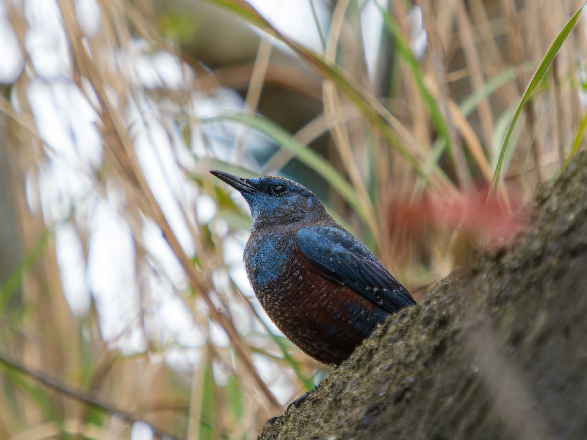 Photo of Blue Rock Thrush at 長崎市本河内 by ここは長崎