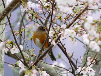 Brown-headed Thrush(orii) 本河内高部ダム公園(長崎市) Fri, 3/24/2023