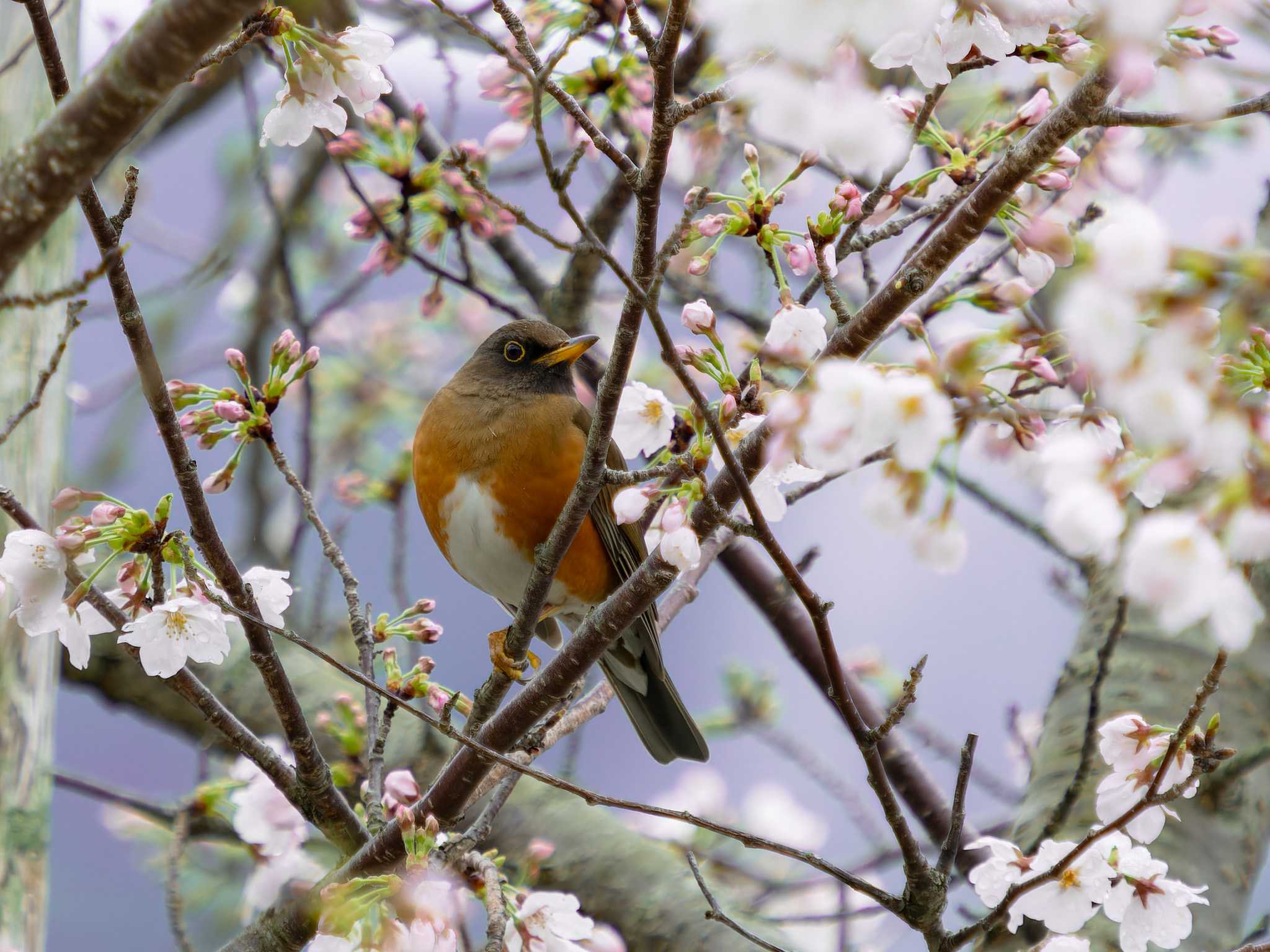 Photo of Brown-headed Thrush(orii) at 本河内高部ダム公園(長崎市) by ここは長崎