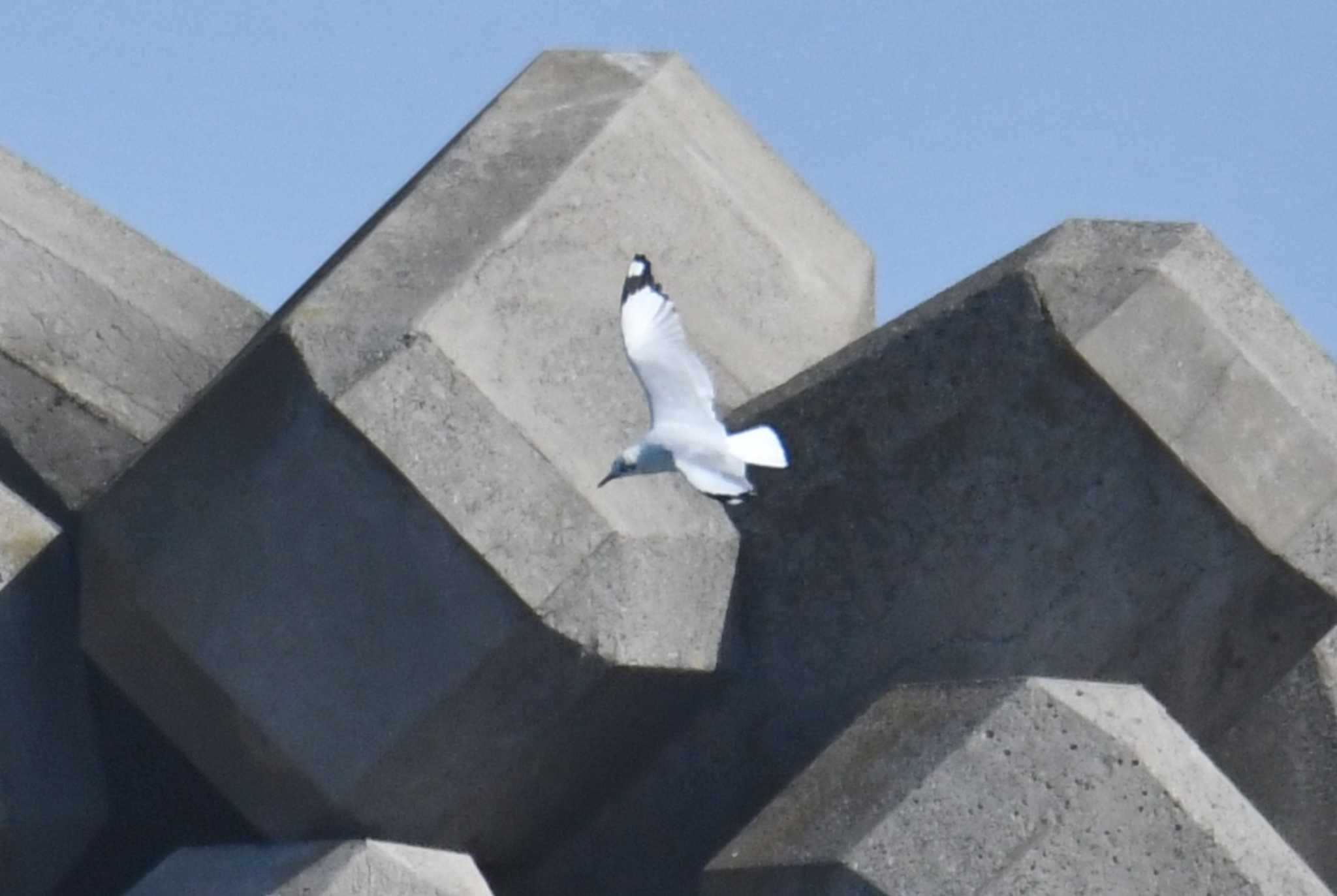 Brown-headed Gull