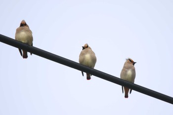 Japanese Waxwing 秦野市 Tue, 3/21/2023