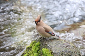 Japanese Waxwing 秦野市 Tue, 3/21/2023