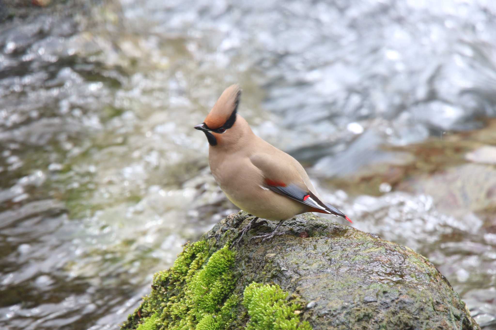 Photo of Japanese Waxwing at 秦野市 by 西表山猫