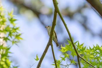 Asian Brown Flycatcher 兵庫県宝塚市 Fri, 5/11/2018