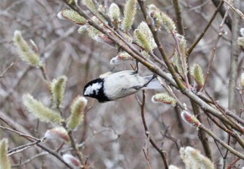 ヒガラ 段戸裏谷 2023年3月22日(水)