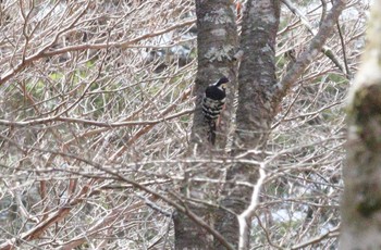 オオアカゲラ 段戸裏谷 2023年3月22日(水)