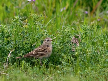 Greater Short-toed Lark 長崎市野母崎 Wed, 4/10/2013