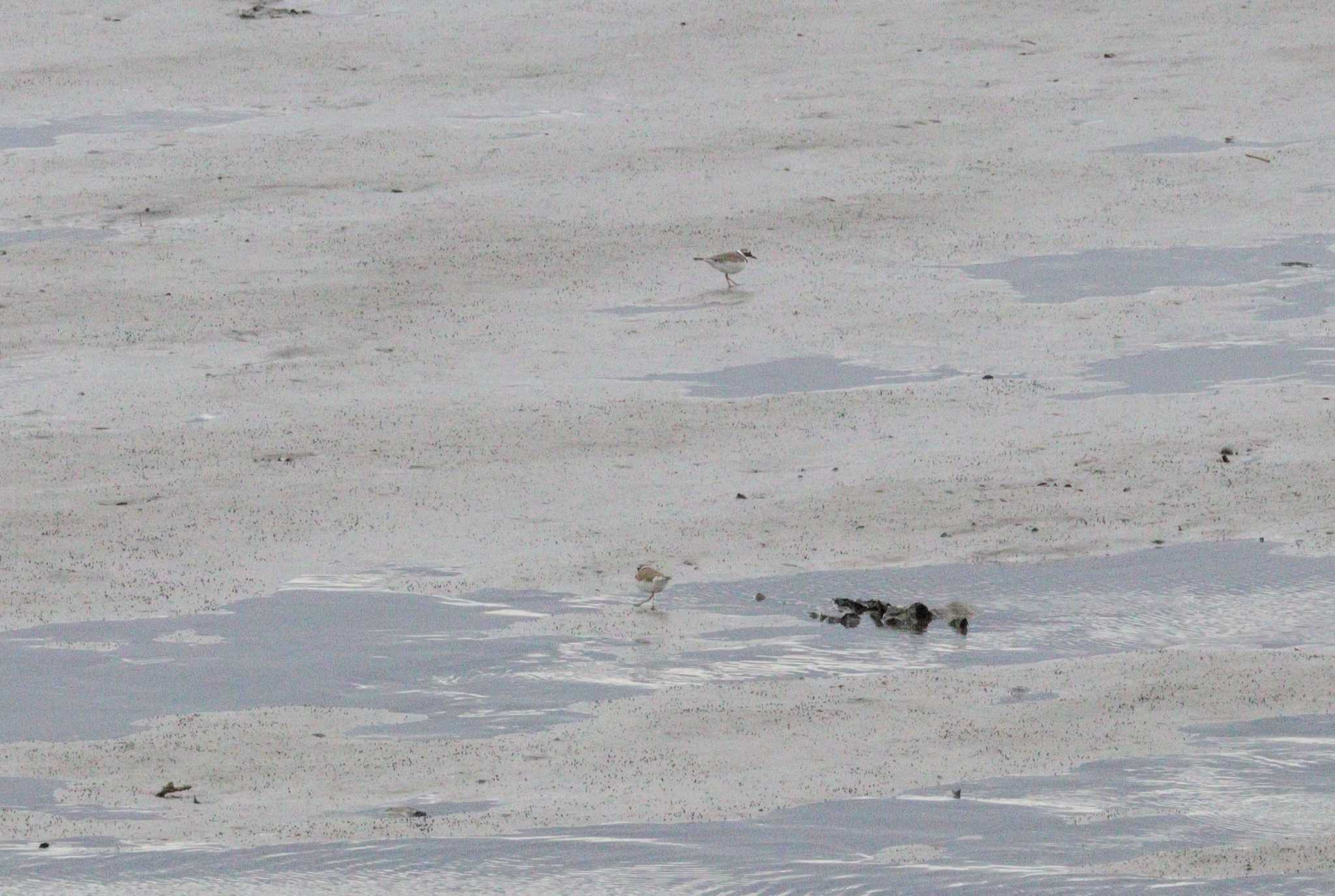 Little Ringed Plover