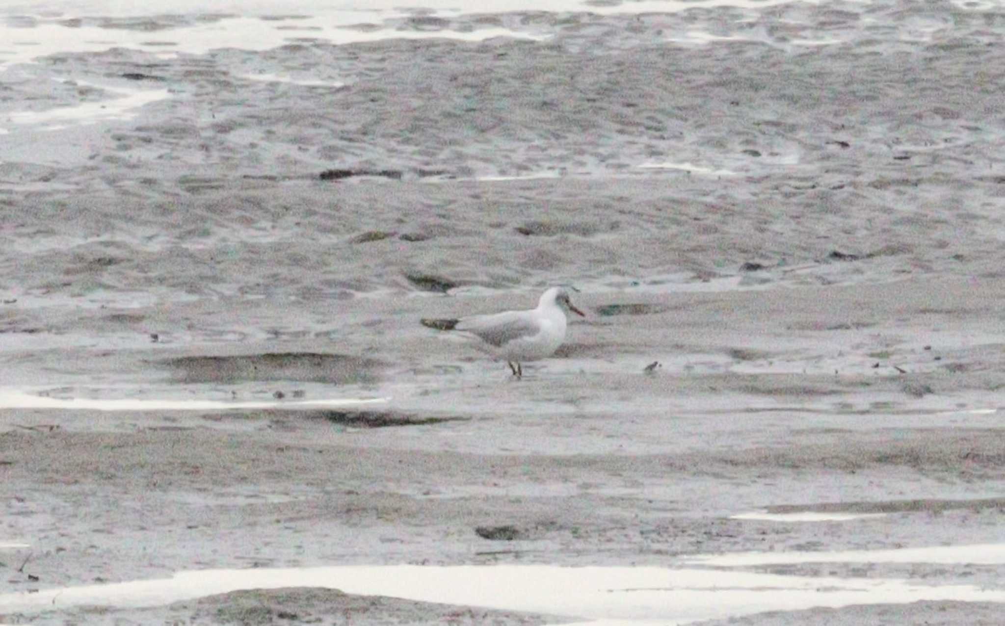 Black-headed Gull