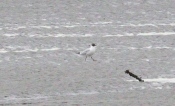 Fri, 3/24/2023 Birding report at Fujimae Tidal Flat