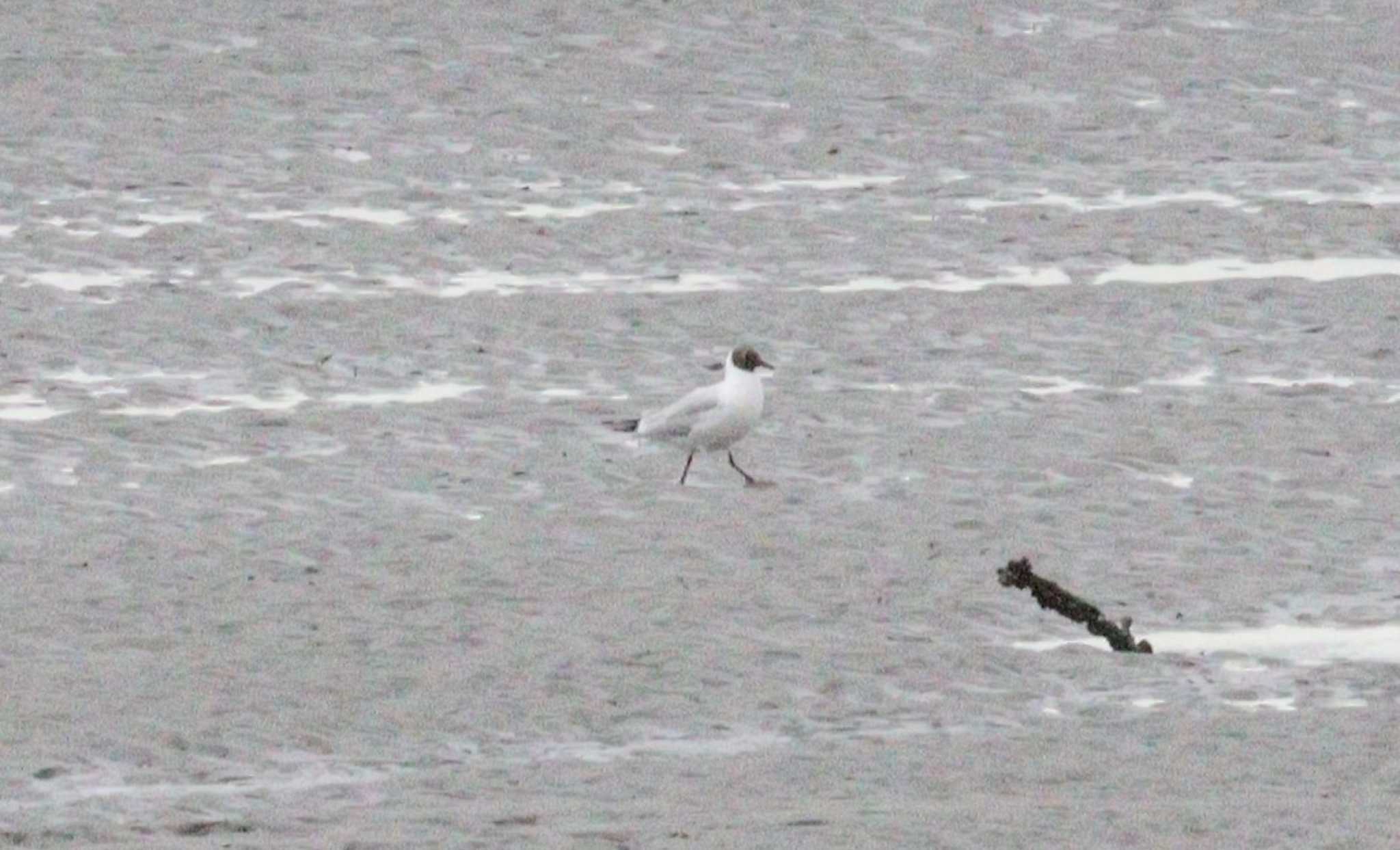 Black-headed Gull