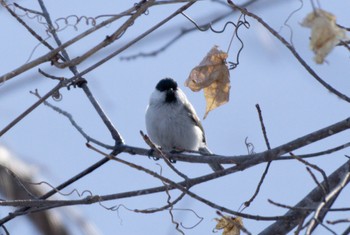 Marsh Tit Nishioka Park Sun, 3/19/2023