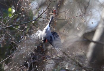 ウソ 昭和記念公園 撮影日未設定