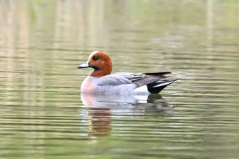 Eurasian Wigeon 古河公方公園 Fri, 3/24/2023