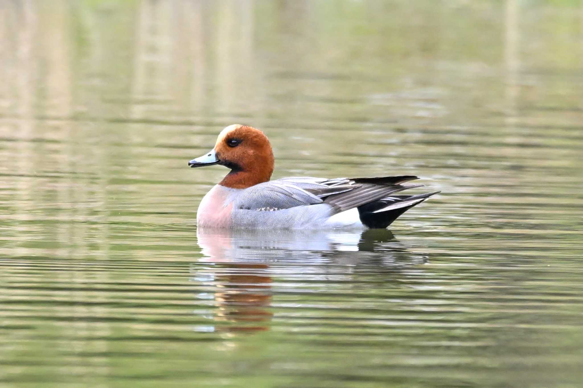 Photo of Eurasian Wigeon at 古河公方公園 by Yokai