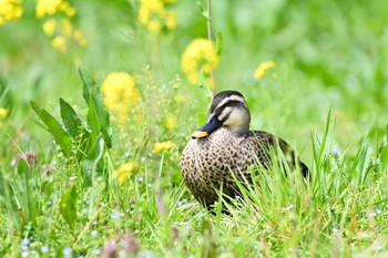 Eastern Spot-billed Duck 古河公方公園 Fri, 3/24/2023