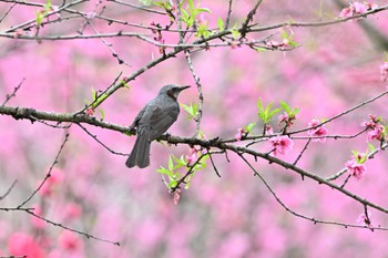 ヒヨドリ 古河公方公園 2023年3月24日(金)