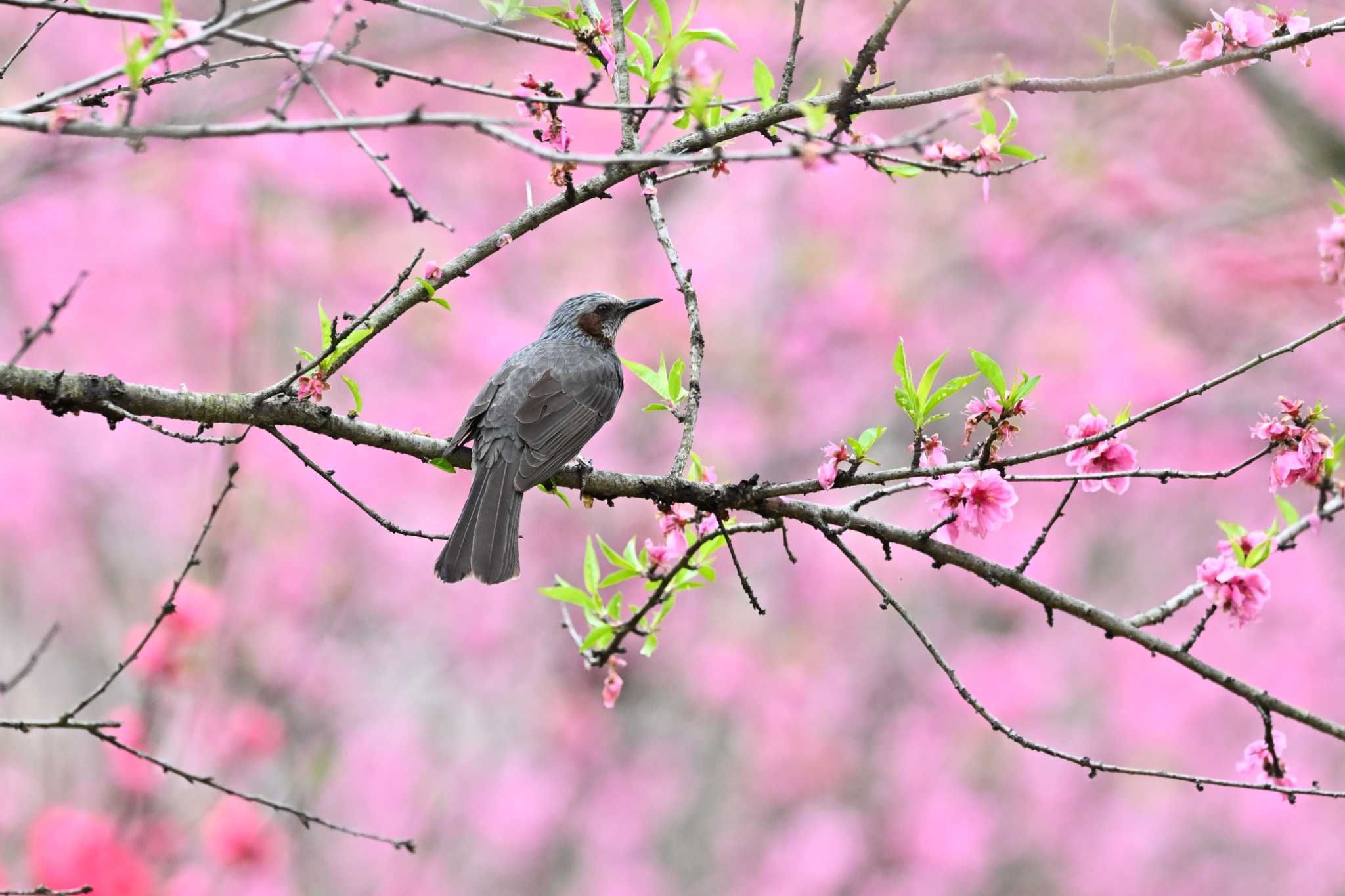 Brown-eared Bulbul