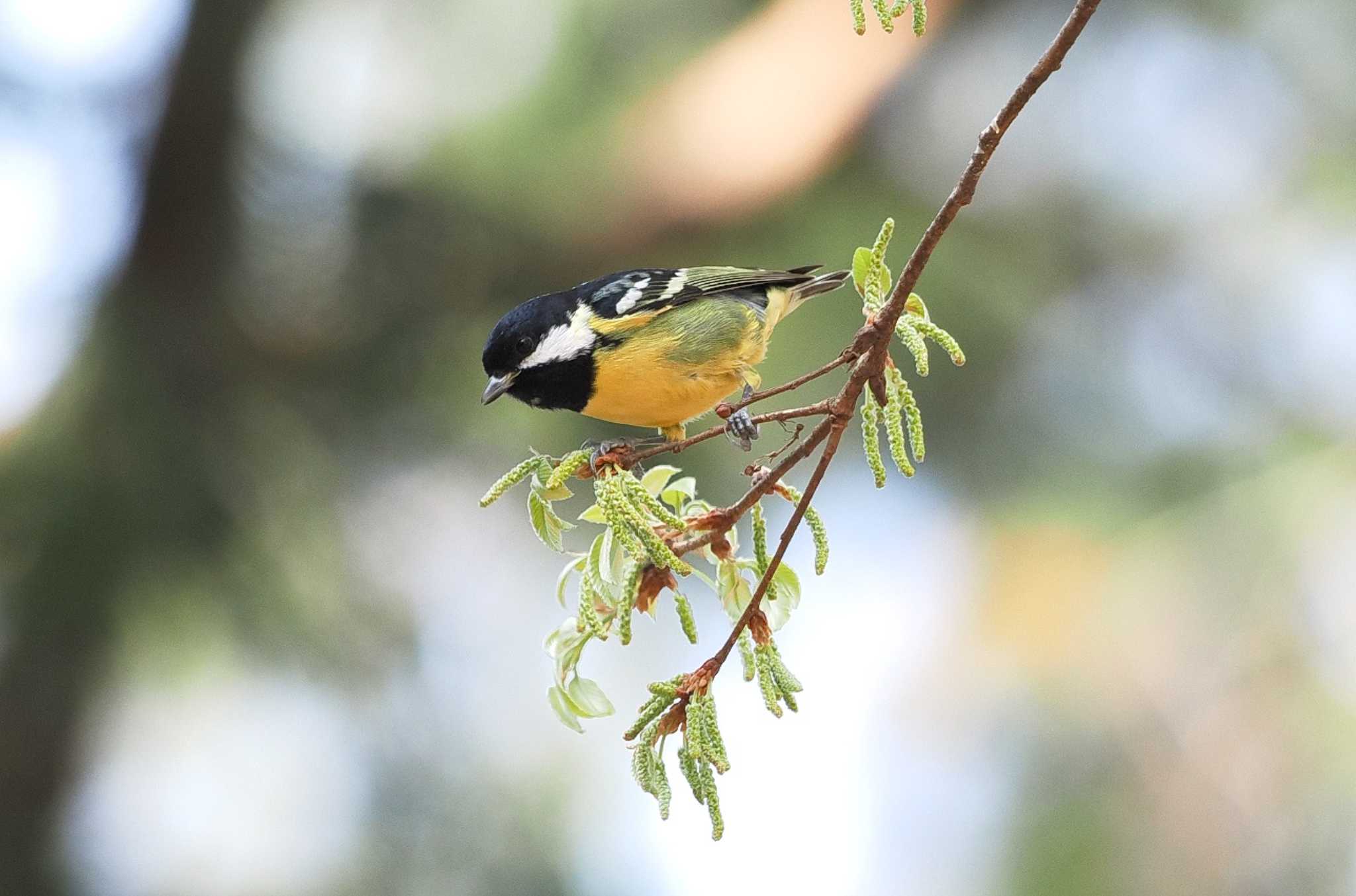 Yellow-bellied Tit