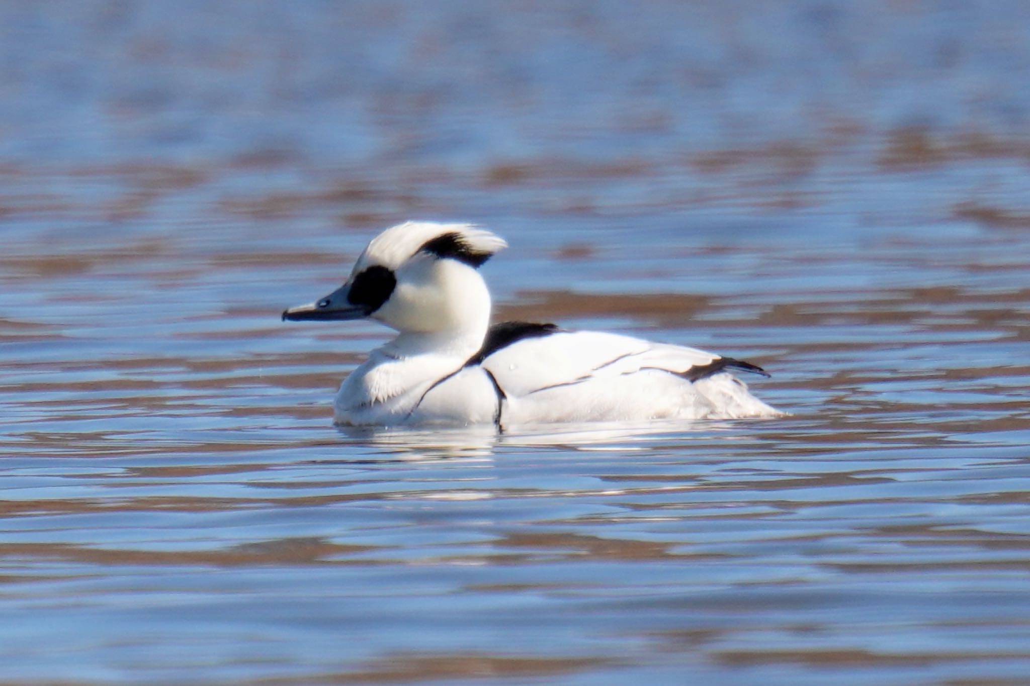 Smew